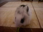 Nani - Lionhead Rabbit