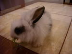 Nani - Lionhead Rabbit