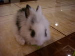 Nani - Lionhead Rabbit