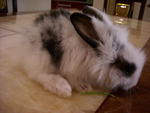 Nani - Lionhead Rabbit