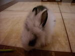 Nani - Lionhead Rabbit