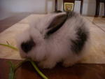 Nani - Lionhead Rabbit