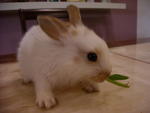 Handsome - Lionhead + Bunny Rabbit Rabbit