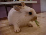 Handsome - Lionhead + Bunny Rabbit Rabbit