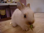 Handsome - Lionhead + Bunny Rabbit Rabbit