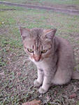 PF9822 - Tabby Cat