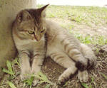 PF9822 - Tabby Cat