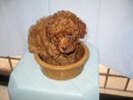 Super Red Homebreed Toy Poodle Pupp - Poodle Dog