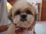 Fifi (Blind) - Shih Tzu Dog