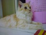 Cheezy - Domestic Long Hair Cat