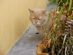 Chubby - Persian + Domestic Short Hair Cat