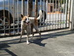 I'm very agile and can even squeeze through this gate! please FEED ME!