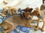 `The brothers kissing their foster sister Coca. Check her out on pf