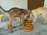 Rexy (R) and Teddy (L) sharing food