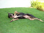 loves to stretch, roll and laze on the grass! would you have some lawn for him to play in?