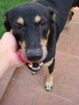 enjoys loving caress! please give him lotsa love, playtime + discipline! he's a very young dog!