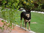 Blackie Boy - loves the garden!