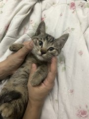 Boba - Domestic Short Hair Cat
