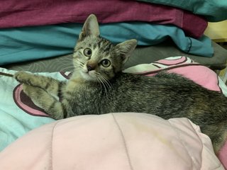 Boba - Domestic Short Hair Cat