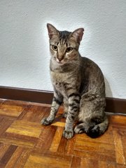 Teddi - Tabby Cat