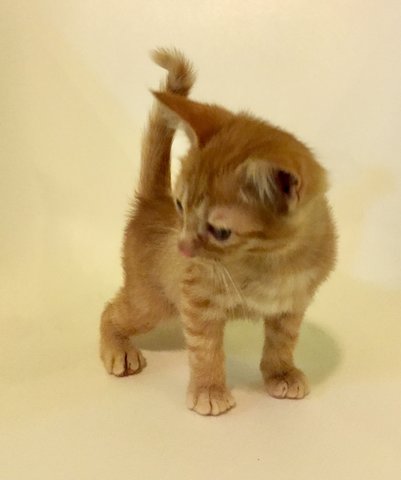 Big Ginger - Domestic Medium Hair Cat