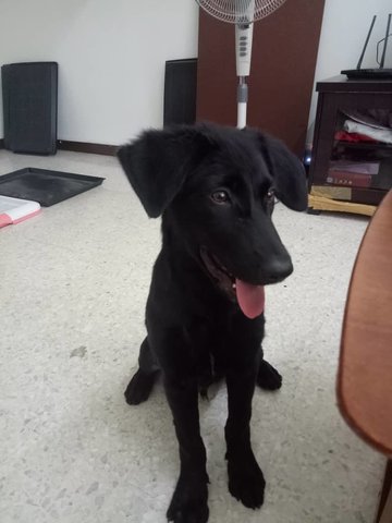 Snoopy - Retriever Mix Dog