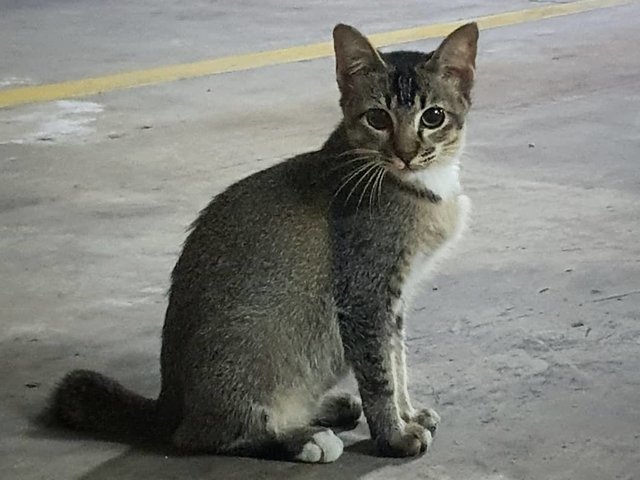 Bushy - Domestic Short Hair Cat