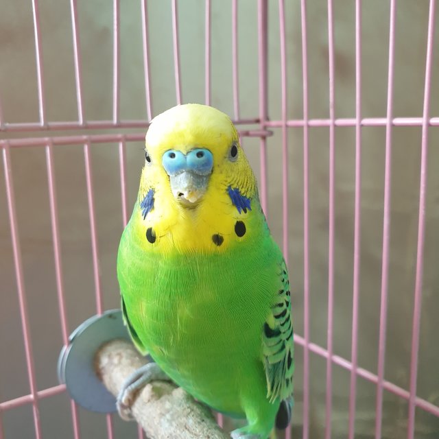 Di - Budgie/Budgerigar Bird