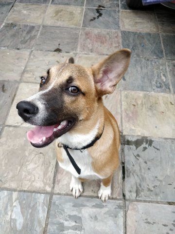 Bobby - Mixed Breed Dog