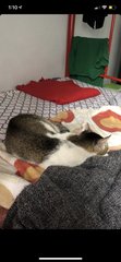 Wawa - Domestic Short Hair Cat