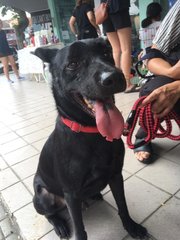 Bear - Mixed Breed Dog