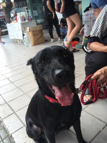 Bear - Mixed Breed Dog