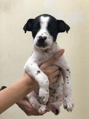 Kola - Labrador Retriever + Boxer Dog
