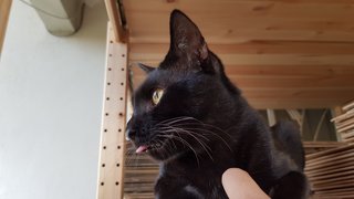 Blackie blep