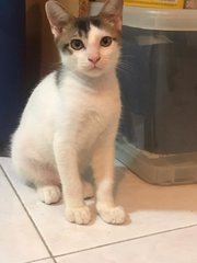 Panjang - Domestic Short Hair Cat