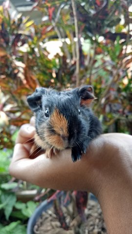 Inky, Pinky And Ponky  - Guinea Pig Small & Furry