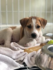 Nadia - Jack Russell Terrier Mix Dog