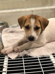 Nadia - Jack Russell Terrier Mix Dog