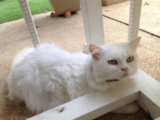 She loves sitting underneath the table in the garden