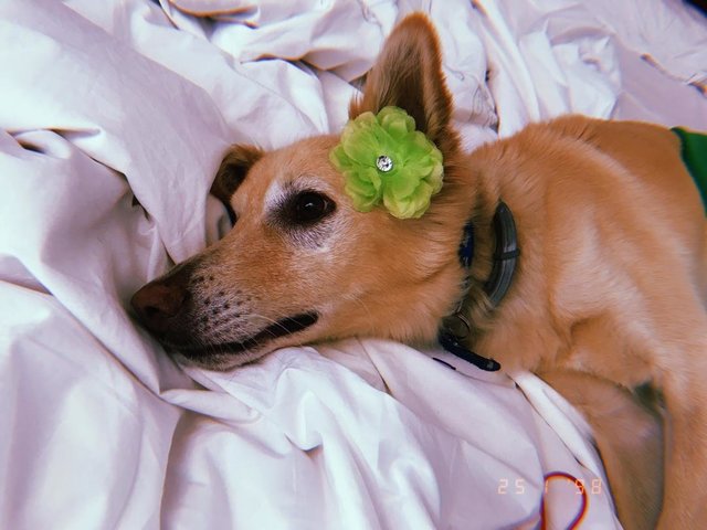 Olly - Saluki + Retriever Dog