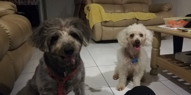 Rooney (Poodle) &amp; Ceprat (Mix Schnauzer) - Poodle Mix Dog