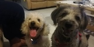 Rooney (Poodle) &amp; Ceprat (Mix Schnauzer) - Poodle Mix Dog