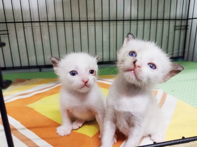 Ruyi And Ji Xiang - Domestic Short Hair Cat