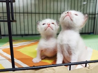 Ruyi And Ji Xiang - Domestic Short Hair Cat