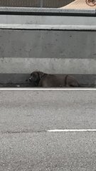 Black Dog Found Owner In Sunway Pyramid - Boxer Mix Dog