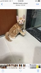 Dangdong  - Domestic Short Hair Cat