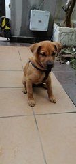 Puppy - Mixed Breed Dog