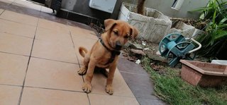 Puppy - Mixed Breed Dog