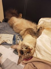 Julius - Domestic Medium Hair + Siamese Cat