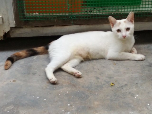 Nona - Turkish Van Cat